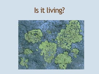 Is it living? 
 