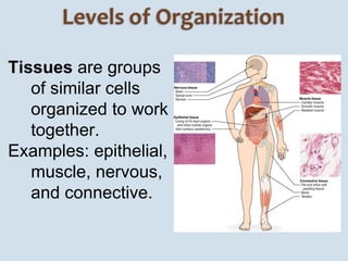 Organs are structures 
made up of several 
groups of tissues 
working together to 
perform a specific 
function. 
Examples...