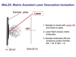 h
Laser
1. Sample is mixed with matrix (X)
and dried on plate.
2. Laser flash ionizes matrix
molecules.
3. Sample molecules (M) are
ionized by proton transfer:
XH+
+ M  MH+
+ X.
MH+
MALDI: Matrix Assisted Laser Desorption Ionization
+/- 20 kV Grid (0 V)
Sample plate
 