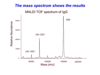 The mass spectrum shows the results
Relative
Abundance
Mass (m/z)
0
10000
20000
30000
40000
50000 100000 150000 200000
MH+
(M+2H)2+
(M+3H)3+
MALDI TOF spectrum of IgG
 