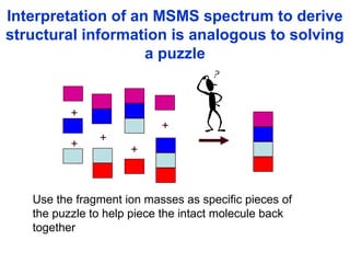 Interpretation of an MSMS spectrum to derive
structural information is analogous to solving
a puzzle
+
+
+ +
+
Use the fragment ion masses as specific pieces of
the puzzle to help piece the intact molecule back
together
 