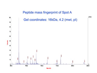 886.0 1165.6 1445.2 1724.8 2004.4 2284.0
Mass (m/z)
0
2.7E+4
0
10
20
30
40
50
60
70
80
90
100
%
I
n
t
e
n
s
i
t
y
Voyager Spec #1 MC=>AdvBC(32,0.5,0.1)=>NR(1.50)[BP= 1025.5, 26876]
1
0
2
5
.
5
0
1
3
4
1
.
6
3
1
7
8
6
.
8
2
1
2
7
7
.
7
1
1
1
7
9
.
6
0
1
5
4
4
.
6
9
9
9
5
.
5
8
1
2
3
4
.
6
5
1
3
0
8
.
6
6
2
2
1
1
.
1
0
1
7
0
8
.
7
5
1
1
0
7
.
5
6
1
9
9
4
.
9
9
Peptide mass fingerprint of Spot A
Gel coordinates: 16kDa, 4.2 (mwt, pI)
 