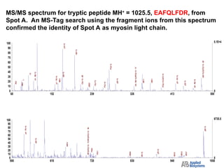 500 610 720 830 940 1050
Mass (m/z)
0
6735.5
0
10
20
30
40
50
60
70
80
90
100
%
In
te
n
s
ity
Stitched PSD=>BC=>SM25=>AdvBC(32,0.5,0.1)[BP = 120.1, 50520]
y
4
(+
1
)
b
5
(+
1
)
y
8
(+
1
)
y
4
-
1
7
(+
1
)
a
5
(+
1
)
6
4
7
.4
7
1
4
.8
y
7
(+
1
)
A
F
Q
L
F
D
(+
1
)
-
1
7
,A
F
Q
L
F
D
(+
1
)
-
1
8
7
3
0
.1
9
7
3
.7
9
6
1
.0
8
1
9
.9
9
4
1
.5
b
7
(+
1
)
65 152 239 326 413 500
Mass (m/z)
0
5.1E+4
0
10
20
30
40
50
60
70
80
90
100
%
In
te
n
s
ity
Stitched PSD=>BC=>SM25=>AdvBC(32,0.5,0.1)[BP = 120.1, 50520]
F
y
1
(+
1
)
b
2
(+
1
)
F
Q
(+
1
)
Q
a
2
(+
1
)
b
4
(+
1
),Q
L
F
D
(+
1
)
-
2
8
L
b
1
-
1
8
(+
1
)
1
6
5
.1
3
6
5
.1
3
4
7
.1
y
2
(+
1
)
y
3
-
1
7
(+
1
)
Q
L
(+
1
)
-
2
8
y
1
-
1
7
(+
1
)
7
0
.0
y
3
(+
1
)
8
4
.0
Q
L
(+
1
)
b
3
-
1
8
(+
1
),A
F
Q
(+
1
)
-
1
7
2
2
9
.2
F
Q
L
(+
1
),Q
L
F
(+
1
)
F
D
(+
1
)
b
4
-
1
8
(+
1
)
MS/MS spectrum for tryptic peptide MH+
= 1025.5, EAFQLFDR, from
Spot A. An MS-Tag search using the fragment ions from this spectrum
confirmed the identity of Spot A as myosin light chain.
 