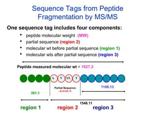 Sequence Tags from Peptide
Fragmentation by MS/MS
 peptide molecular weight (MW)
 partial sequence (region 2)
 molecular wt before partial sequence (region 1)
 molecular wts after partial sequence (region 3)
A V I/L T
Peptide measured molecular wt = 1927.2
1108.13
Partial Sequence
- A-V-I/L-T-
381.1
region 1 region 2 region 3
One sequence tag includes four components:
1546.11
 