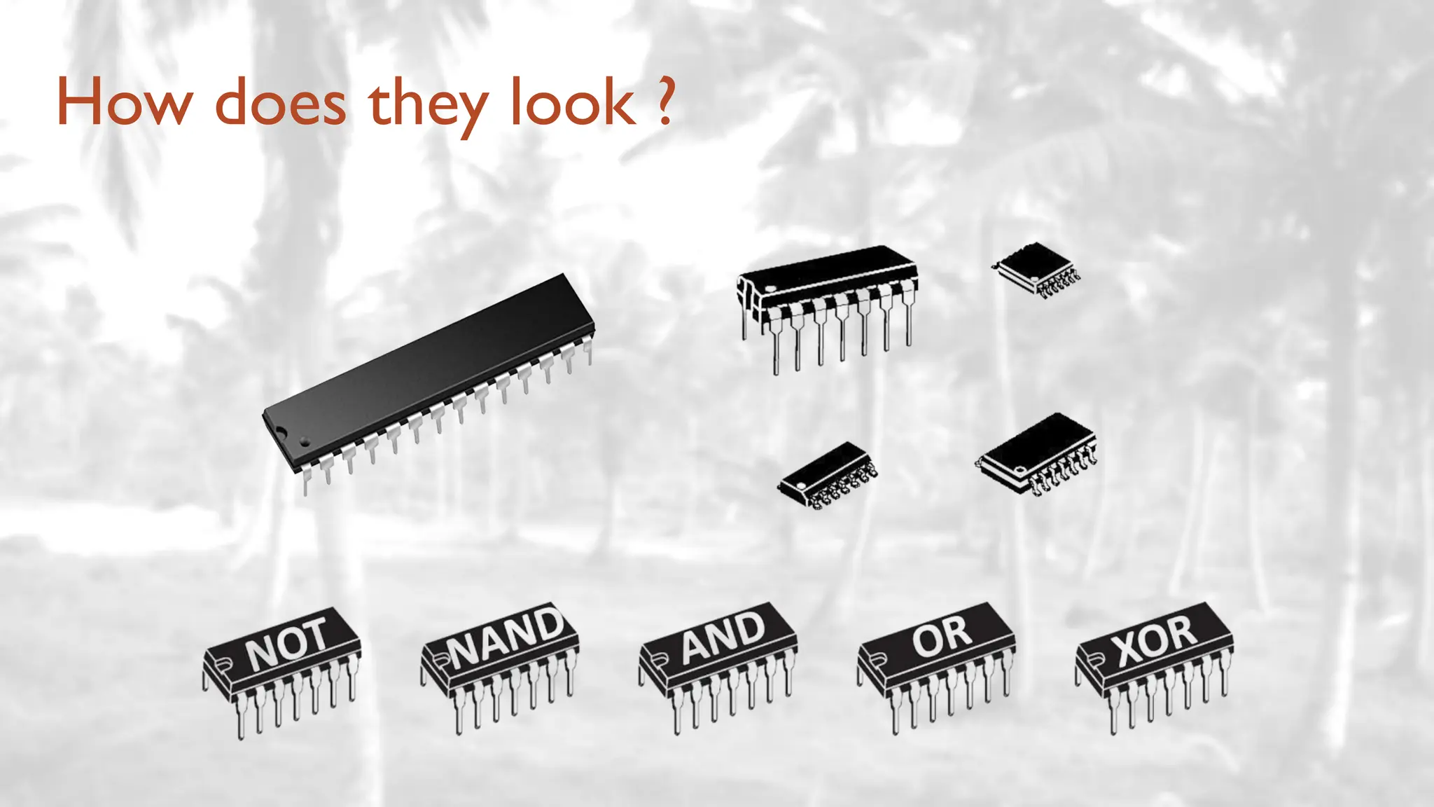 How does they look ?
 