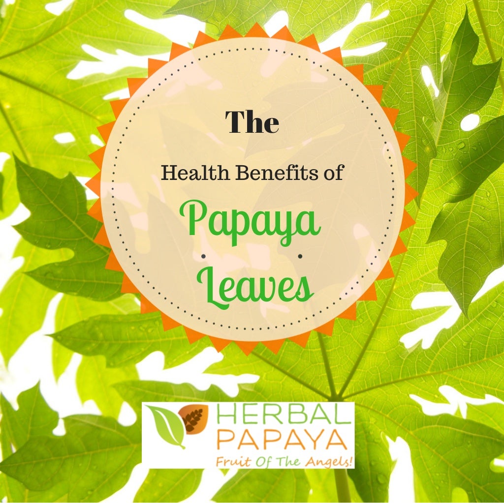 The Health Benefits of Papaya Leaves