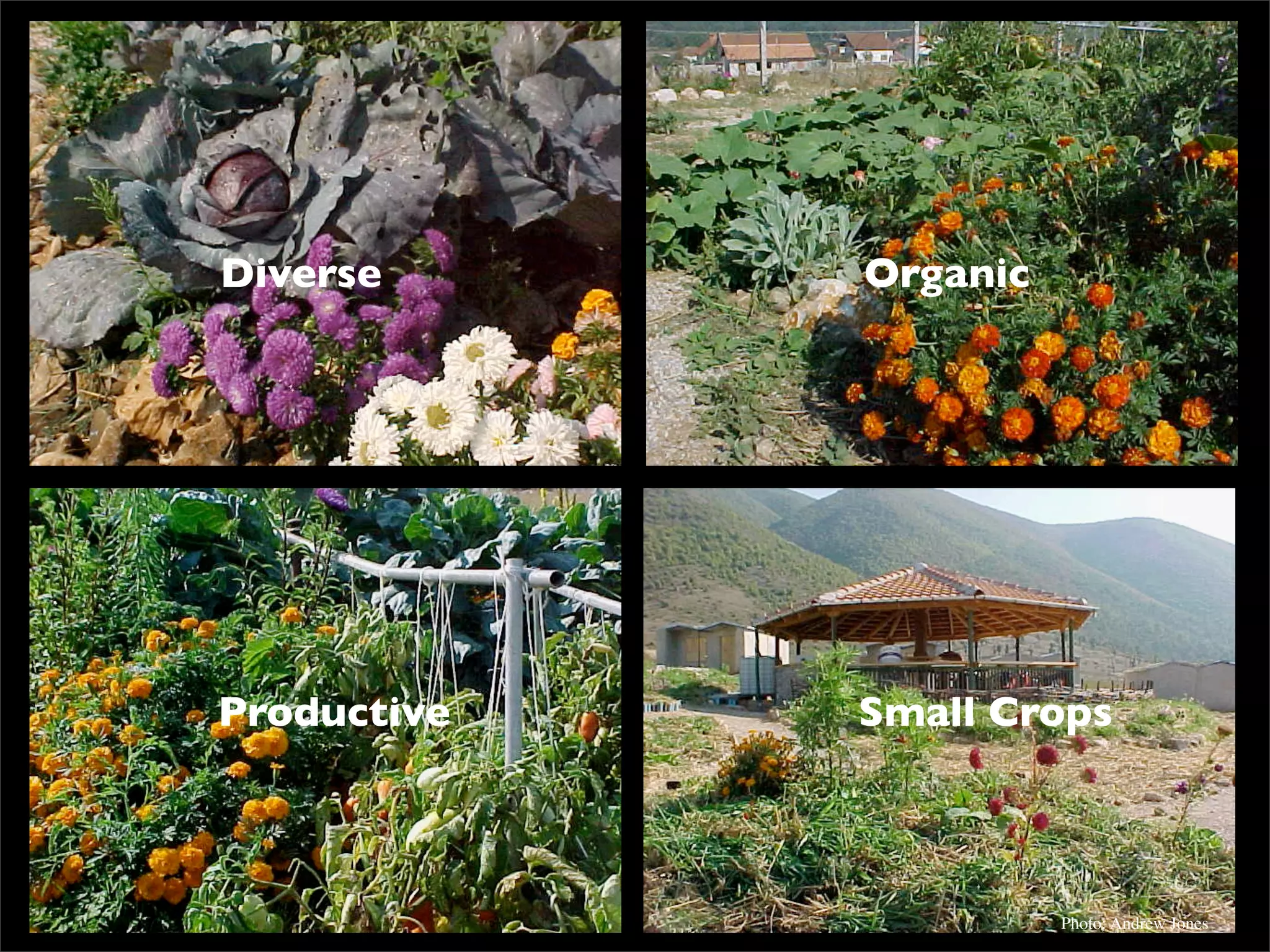 Permaculture: Regenerative Design for Radical Transition