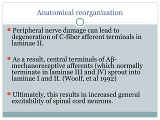 Anatomical reorganization
Peripheral nerve damage can lead to
degeneration of C-fiber afferent terminals in
laminae II.
As a result, central terminals of Aβ-
mechanoreceptive afferents (which normally
terminate in laminae III and IV) sprout into
laminae I and II. (Woolf, et al 1992)
Ultimately, this results in increased general
excitability of spinal cord neurons.
 