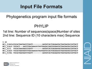 PHYLIP
1st line: Number of sequences(space)Number of sites
2nd line: Sequence ID (10 characters max) Sequence
Input File Formats
Phylogenetics program input file formats
5 60
MC1_01B4fsTGCACTAATAATCTGATT---------AATATCACTGAGAATACTAATAATACCATTACT
MC1_01A10 TGCACT---AATCTGACAAAGGCTATTAAGACCAATGGGAATGCTAATAATACCAGTACT
MC1_01C1 TGCACTAATAATCTGATT---------AATATCACTGAGAATACTAATAATACCATTACT
MC1_01A20 TGCACTAATAATCTGACAAAGGCTAGTAATGCCACTGAGAAGGCTAATAATACCATTACT
MC1_01TA1 TGCACTAATAATCTGATT---------AATATCACTGAGAATACTAATAATACCATTACT
 