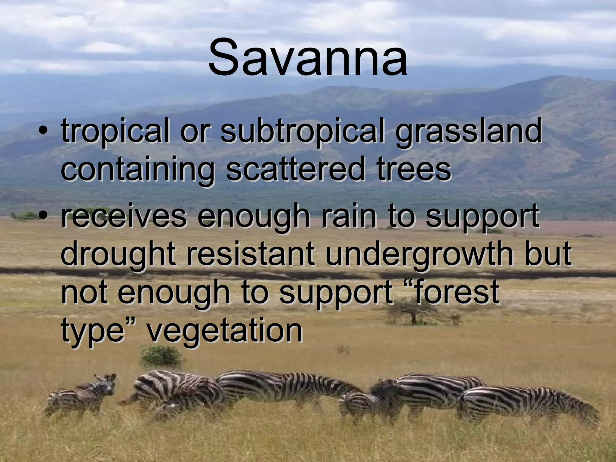 Savanna tropical or subtropical grassland containing scattered trees receives enough rain to support drought resistant undergrowth but not enough to support “forest type” vegetation 