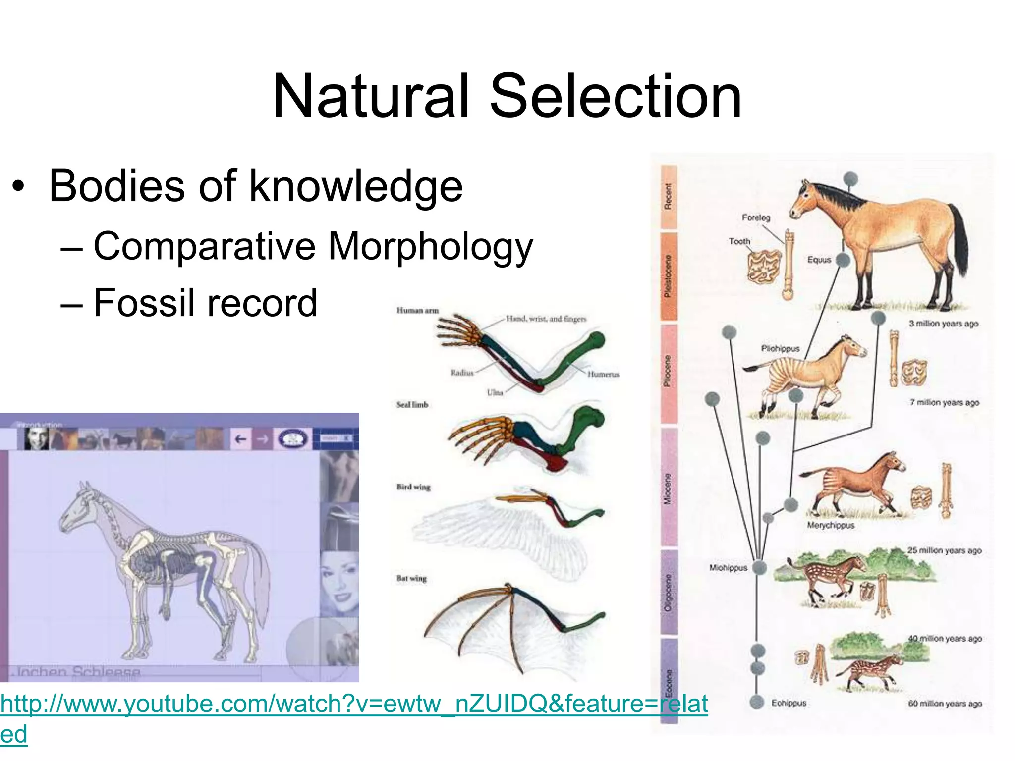 Natural Selection
• Bodies of knowledge
– Comparative Morphology
– Fossil record

http://www.youtube.com/watch?v=ewtw_nZUIDQ&feature=relat
ed

 