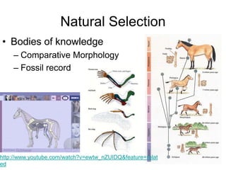 Natural Selection
• Bodies of knowledge
– Comparative Morphology
– Fossil record

http://www.youtube.com/watch?v=ewtw_nZUIDQ&feature=relat
ed

 