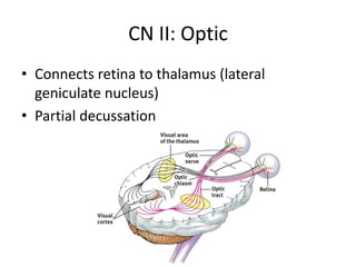 CN II: Optic
• Connects retina to thalamus (lateral
  geniculate nucleus)
• Partial decussation
 