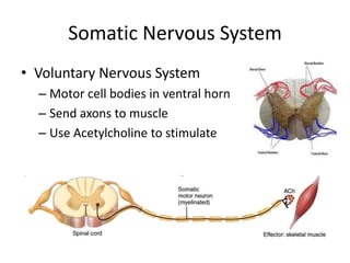 Somatic Nervous System
• Voluntary Nervous System
  – Motor cell bodies in ventral horn
  – Send axons to muscle
  – Use Acetylcholine to stimulate
 