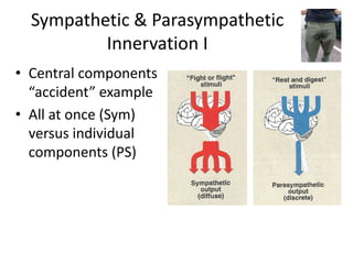 Sympathetic & Parasympathetic
          Innervation I
• Central components
  “accident” example
• All at once (Sym)
  versus individual
  components (PS)
 