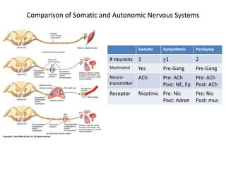Comparison of Somatic and Autonomic Nervous Systems



                                      Somatic   Sympathetic   ParaSymp

                        # neurons     1         >1            2
                        Myelinated    Yes       Pre-Gang      Pre-Gang
                        Neuro-        ACh       Pre: ACh     Pre: ACh
                        transmitter             Post: NE, Ep Post: ACh
                        Receptor      Nicotinic Pre: Nic      Pre: Nic
                                                Post: Adren   Post: mus
 