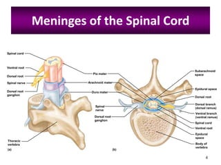 Meninges of the Spinal Cord

Spinal cord



Ventral root
                                                Subarachnoid
                           Pia mater            space
Dorsal root

Spinal nerve            Arachnoid mater

                                                Epidural space
Dorsal root               Dura mater
ganglion
                                                Dorsal root

                                                Dorsal branch
                            Spinal
                                                (dorsal ramus)
                            nerve
                                                Ventral branch
                            Dorsal root         (ventral ramus)
                            ganglion
                                                Spinal cord
                                                Ventral root
                                                Epidural
                                                space
Thoracic
vertebra                                        Body of
                                                vertebra
(a)                                       (b)

                                                       4
 
