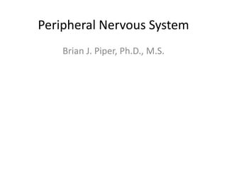 Peripheral Nervous System
    Brian J. Piper, Ph.D., M.S.
 