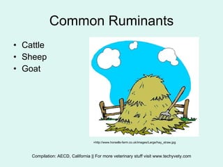 Early Ruminants Intro to ruminant digestion | PPS