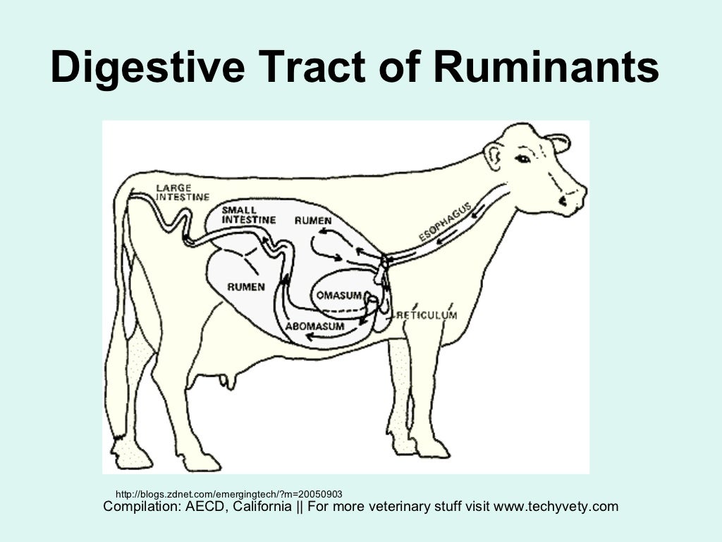 Parts Of The Ruminant Digestive System