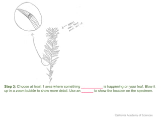 Draw Position Science Intro to Scientific Drawing student version | PPTX