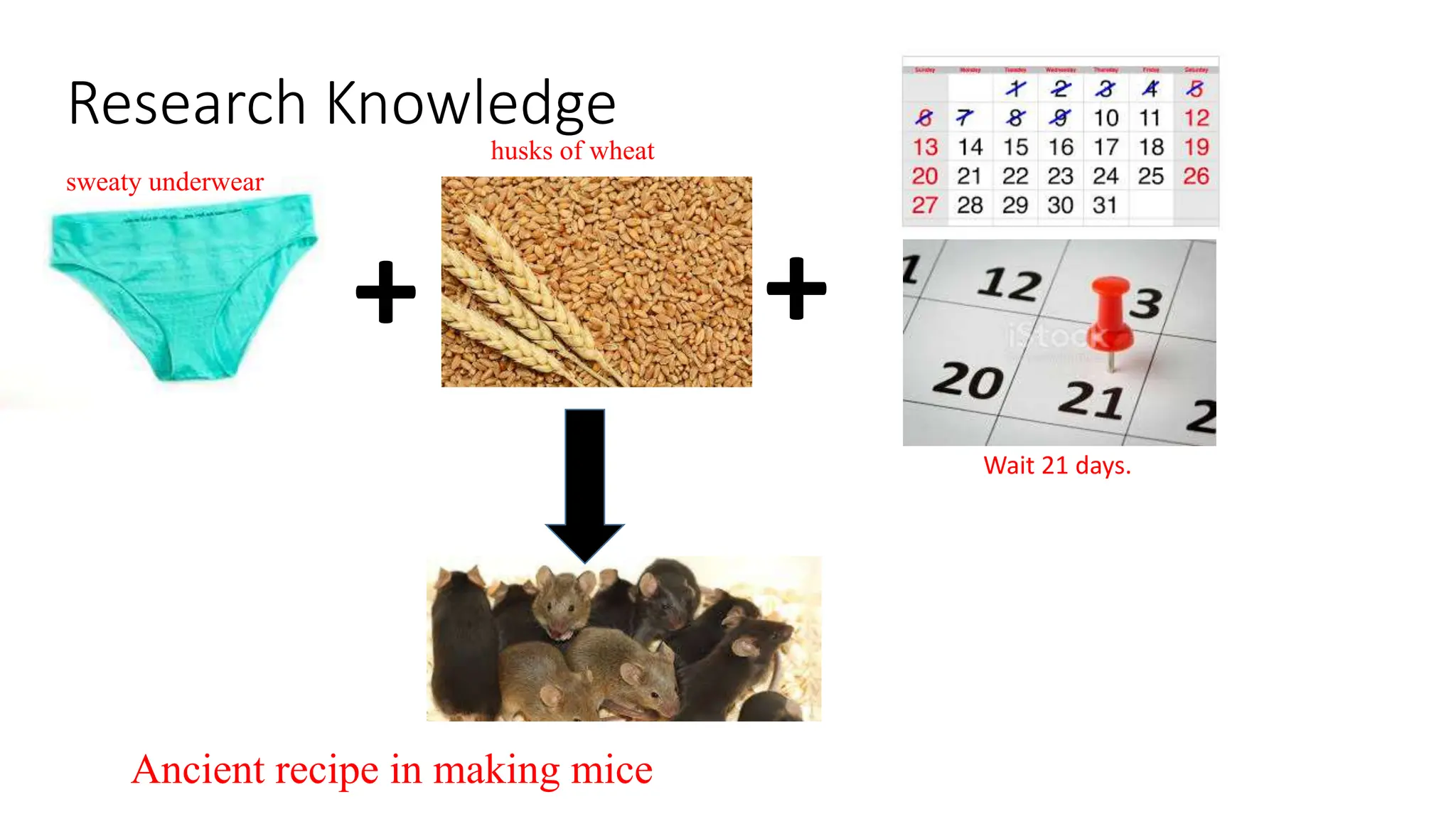 Research Knowledge
+ +
sweaty underwear
husks of wheat
Wait 21 days.
Ancient recipe in making mice
 
