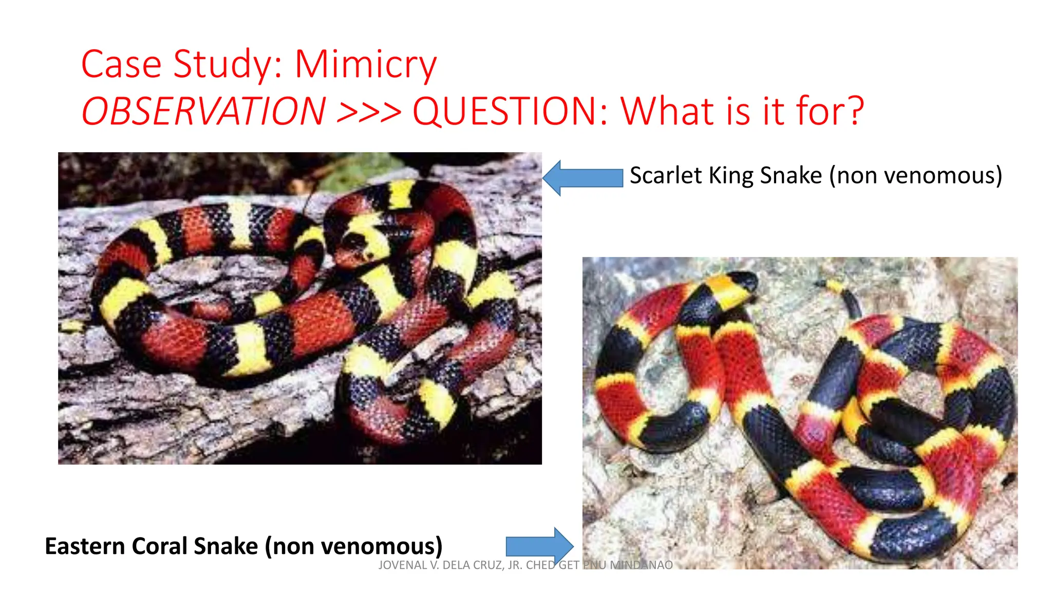 Case Study: Mimicry
OBSERVATION >>> QUESTION: What is it for?
Scarlet King Snake (non venomous)
Eastern Coral Snake (non venomous)
JOVENAL V. DELA CRUZ, JR. CHED GET PNU MINDANAO
 