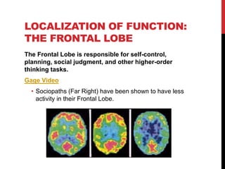 Intro to the brain (gen psych) | PPTX