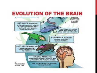 Intro to the brain (gen psych) | PPTX