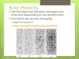 Brain Plasticity 
 The Principle that the brain changes over 
time and depending on our environment. 
 Our brains are always changing. 
 Use it or Loose It! 
 How Our Learning Occurs in the Brain 
 