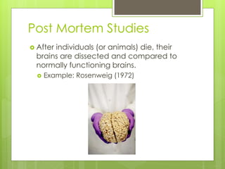 Post Mortem Studies 
 After individuals (or animals) die, their 
brains are dissected and compared to 
normally functioning brains. 
 Example: Rosenweig (1972) 
 