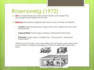 Rosenzweig (1972) 
 Aim: To determine how the environment can impact the 
neurological development of rats. 
 Method: Randomly assigned lab rats to one of three conditions. 
 Control: Typical Laboratory Cage (other rats, adequate room and 
food/water.) 
 Impoverished: Small cage, isolated, adequate food/water. 
 Enriched: Large space, Multiple Toys, Companions, adequate 
food/water. 
After living 4-10 weeks, they were killed and autopsies were performed 
on their brains (randomly assigned numbers to eliminate researcher 
bias). 
 