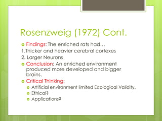Rosenzweig (1972) Cont. 
 Findings: The enriched rats had… 
1.Thicker and heavier cerebral cortexes 
2. Larger Neurons 
 Conclusion: An enriched environment 
produced more developed and bigger 
brains. 
 Critical Thinking: 
 Artificial environment limited Ecological Validity. 
 Ethical? 
 Applications? 
 