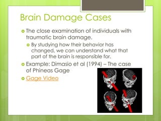 Brain Damage Cases 
 The close examination of individuals with 
traumatic brain damage. 
 By studying how their behavior has 
changed, we can understand what that 
part of the brain is responsible for. 
 Example: Dimasio et al (1994) – The case 
of Phineas Gage 
 Gage Video 
 