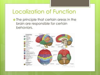Localization of Function 
 The principle that certain areas in the 
brain are responsible for certain 
behaviors. 
 