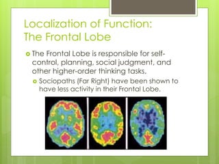 Localization of Function: 
The Frontal Lobe 
 The Frontal Lobe is responsible for self-control, 
planning, social judgment, and 
other higher-order thinking tasks. 
 Sociopaths (Far Right) have been shown to 
have less activity in their Frontal Lobe. 
 