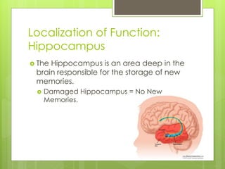 Localization of Function: 
Hippocampus 
 The Hippocampus is an area deep in the 
brain responsible for the storage of new 
memories. 
 Damaged Hippocampus = No New 
Memories. 
 