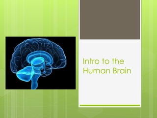 Intro to the 
Human Brain 
 