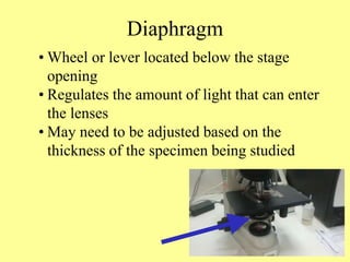 Diaphragm
• Wheel or lever located below the stage
opening
• Regulates the amount of light that can enter
the lenses
• May need to be adjusted based on the
thickness of the specimen being studied
 