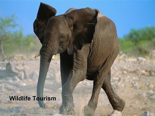 Wildlife Tourism 