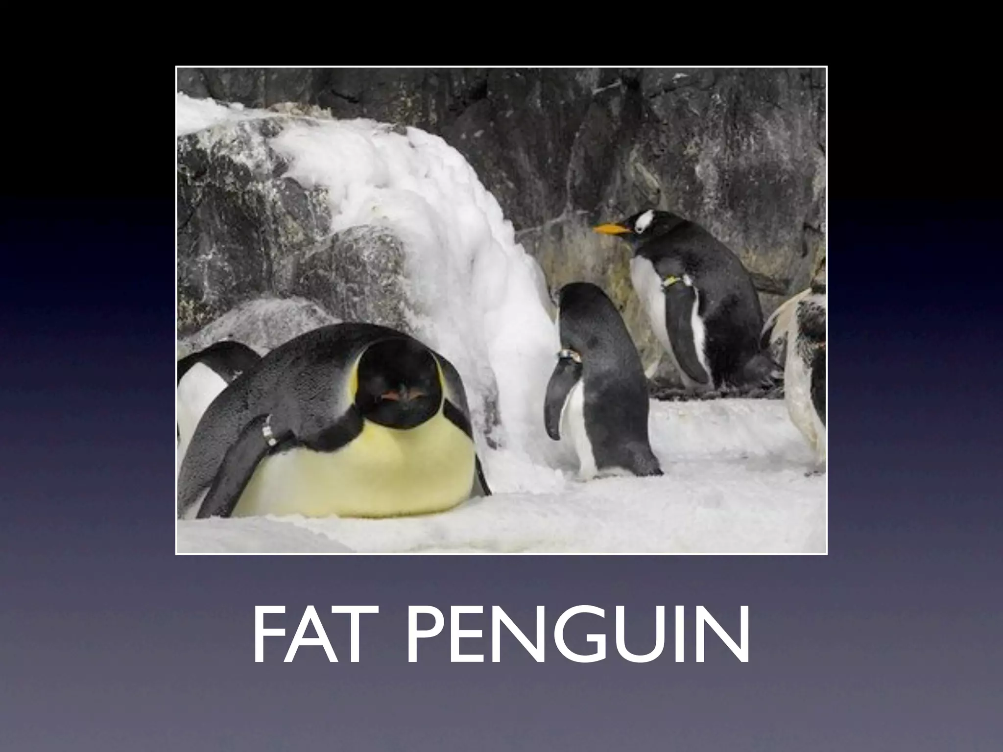 FAT PENGUIN
 