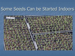 Intro To Urban Vegetables V.2