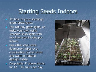 Intro To Urban Vegetables V.2