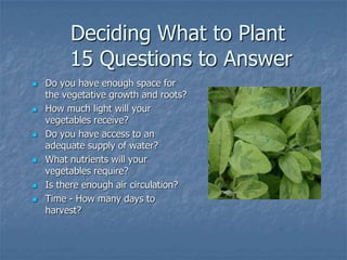 Intro To Urban Vegetables V.2