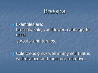 Intro To Urban Vegetables V.2