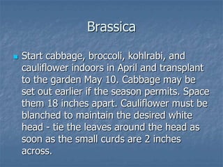 Intro To Urban Vegetables V.2