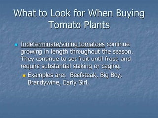 Intro To Urban Vegetables V.2