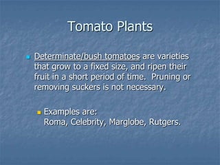 Intro To Urban Vegetables V.2