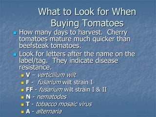 Intro To Urban Vegetables V.2