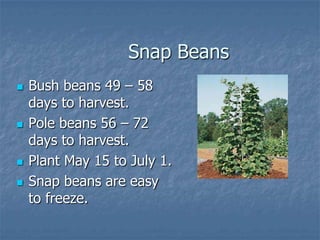 Intro To Urban Vegetables V.2